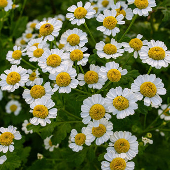 Feverfew - Herbs