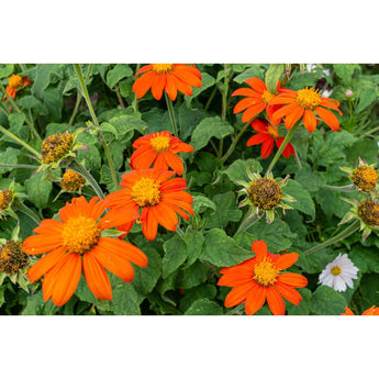 Fiesta del Sol Tithonia - Flowers