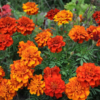 Fireball Marigold - Flowers