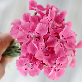 Flavora Rose Shades Dianthus - Flowers