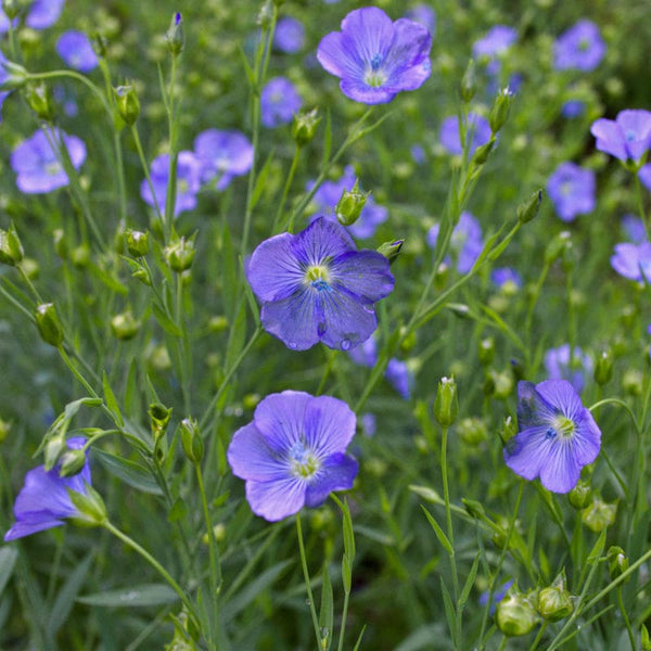 Grow Flax For Linen In Your Garden