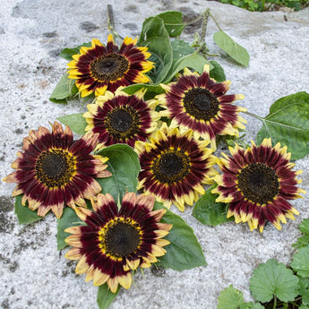 Florenza Sunflower - Flowers