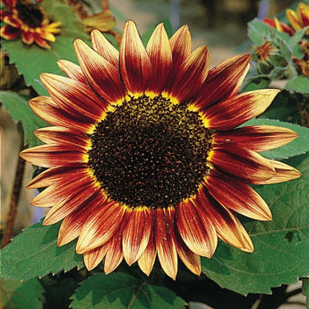 Sunflowers – Pinetree Garden Seeds