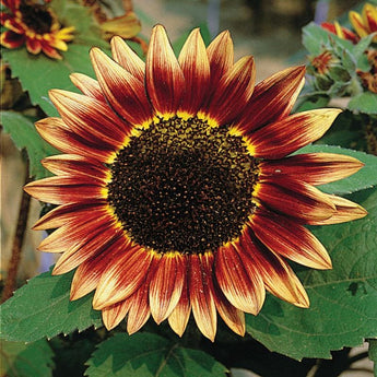 Floristan Sunflower - Flowers