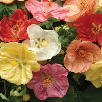 Flowering Maple Bella Select Mix - Flowers