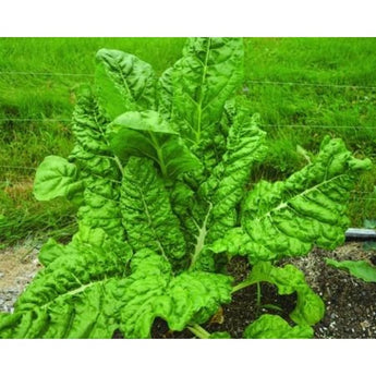 Fordhook Swiss Chard (58 Days) - Vegetables