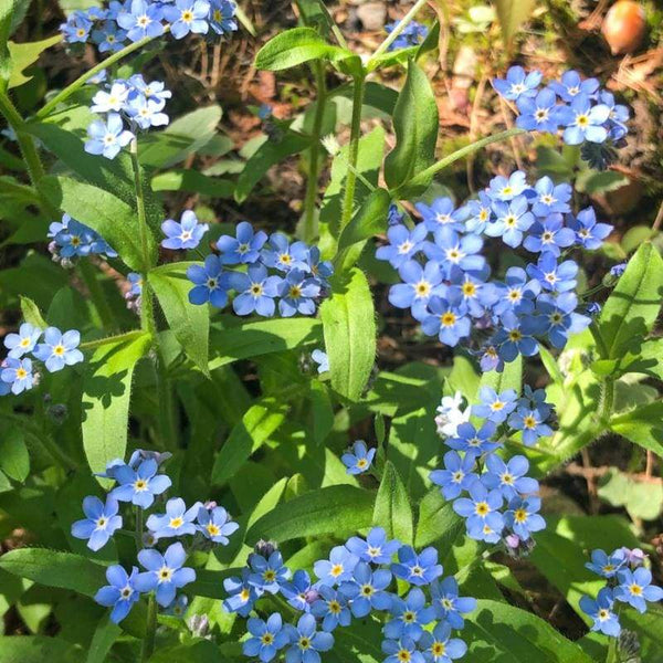 How to grow and care for Forget-Me-Not flowers