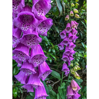 Foxy Foxglove - Flowers