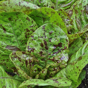 Freckles Lettuce (70 Days) - Vegetables