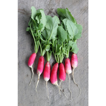 French Breakfast Radish (Heirloom 25 Days) - Vegetables