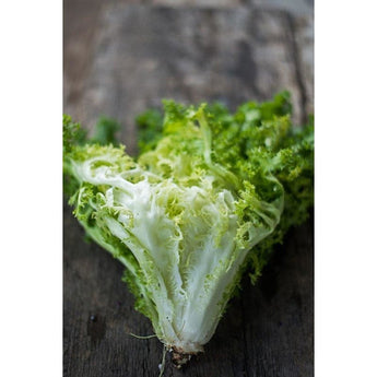 Frisee Endive (60 Days) - Vegetables