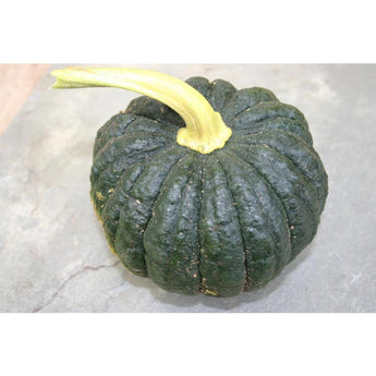 Futsu Black Squash (105 Days) - Vegetables