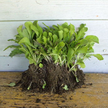 Garden Mesclun Blend (30 days) - Vegetables