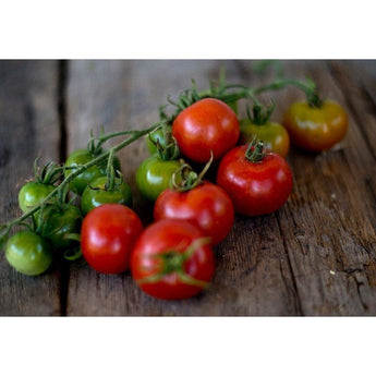 Gardeners Delight Tomato (67 Days) - Vegetables