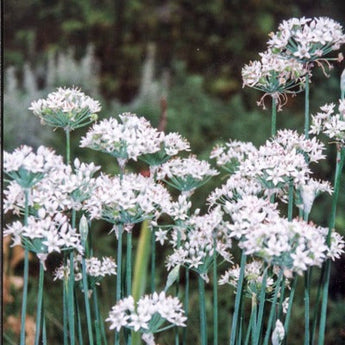 Garlic Chives - Herbs