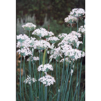 Garlic Chives - Herbs