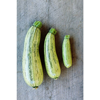 Genovese Summer Squash (55 Days) - Vegetables