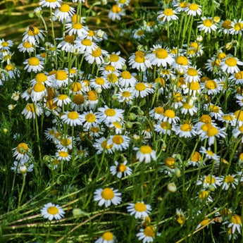 German Chamomile - Herbs