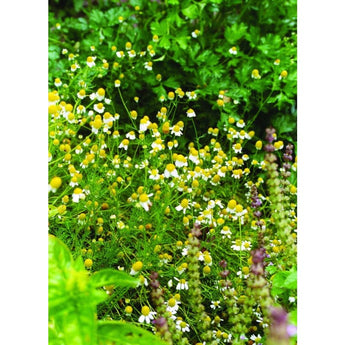 German Chamomile - Herbs