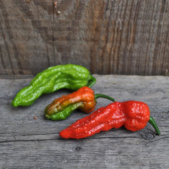 Ghost Pepper - Bhut Jolokia (100-120 Days) - Vegetables