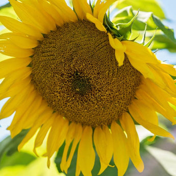 Giant Gray Stripe Sunflower - Flowers