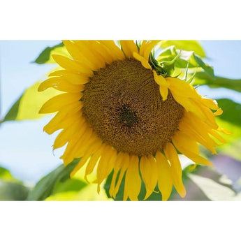 Sunflower - Giant Gray Stripe - Flowers