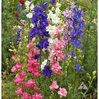 Giant Imperial Mix Larkspur - Flowers