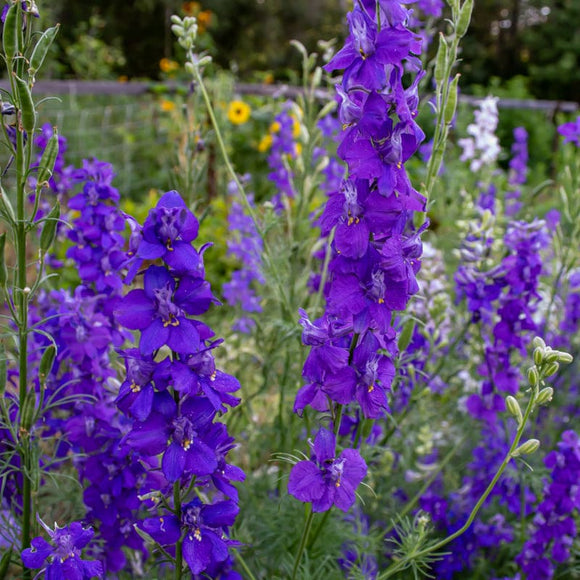 Giant Imperial Mix Larkspur – Pinetree Garden Seeds