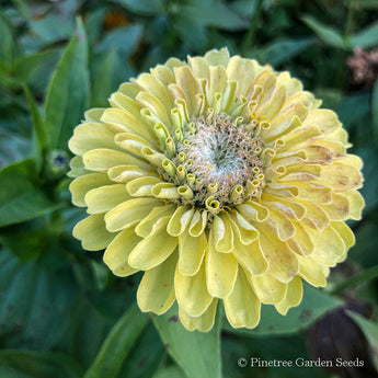 Giant Lime Zinnia - Flowers