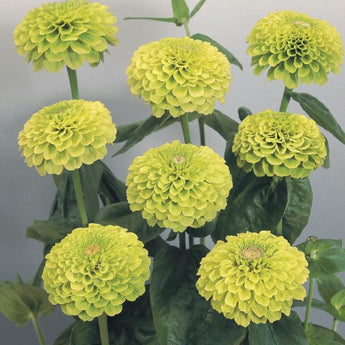 Giant Lime Zinnia - Flowers