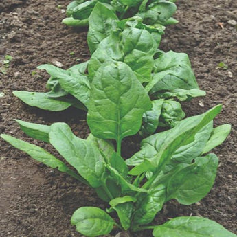 Giant Noble Spinach (Heirloom 46 Days) - Vegetables