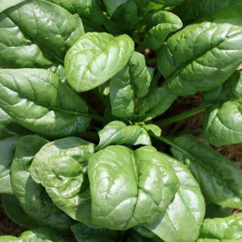 Giant Noble Spinach (Heirloom 46 Days) - Vegetables