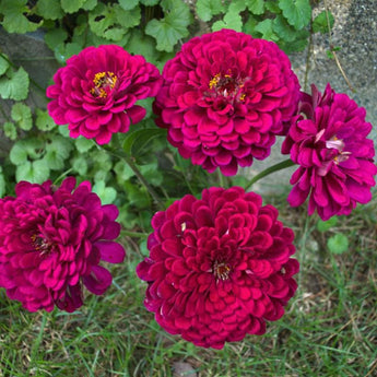 Giant Wine Zinnia - Flowers