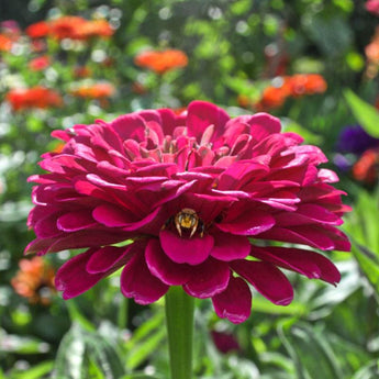 Giant Wine Zinnia - Flowers