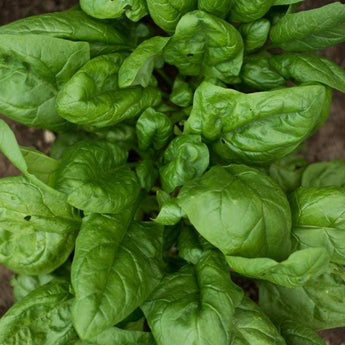 Gigante Di Inverno Spinach (Heirloom 55 Days) - 75 Seeds - Vegetables