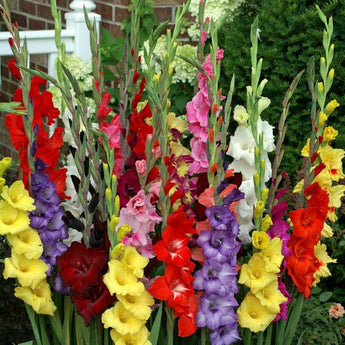 Gladiolus ’Commercial Mixture’ - Spring