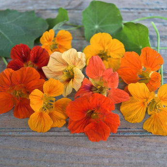 Gleam Mix Nasturtium - Flowers