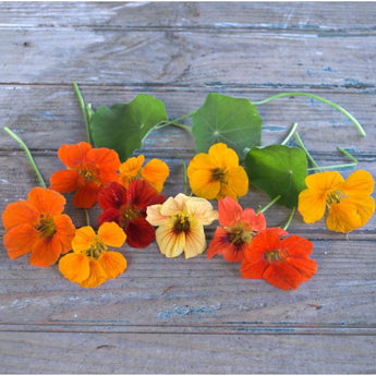 Gleam Mix Nasturtium - Flowers