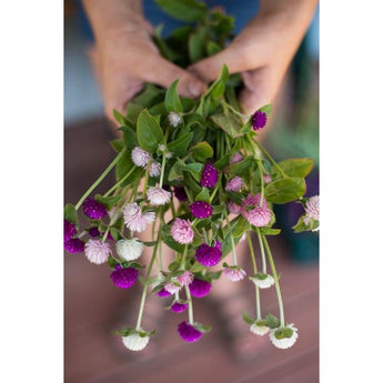 Gomphrena - Globe Amaranth - Flowers