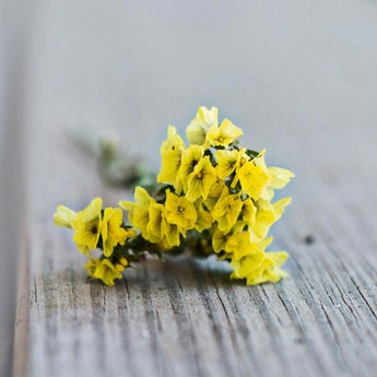 Gold Coast Statice - Flowers