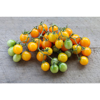 Gold Nugget Tomato (55 Days) - Vegetables