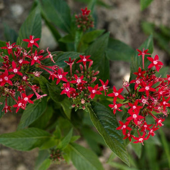 Graffiti Bright Red Pentas - Flowers