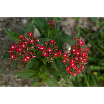 Graffiti Bright Red Pentas - Flowers