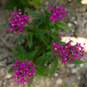 Graffiti Violet Pentas - Flowers