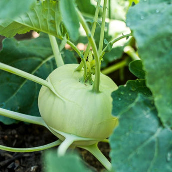 Grand Duke Kohlrabi (F1 Hybrid 50 Days) - Vegetables