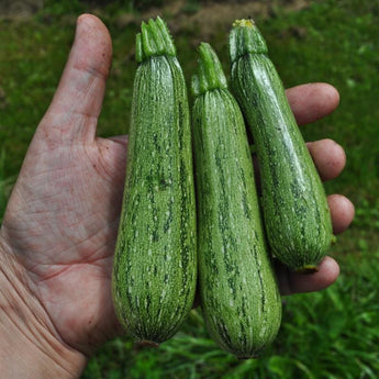 Greyzini Summer Squash (F1 Hybrid 47 Days) - Vegetables