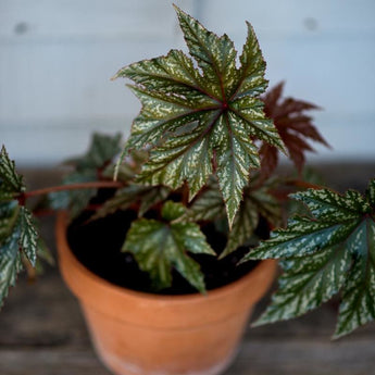 Gryphon Begonia - Flowers