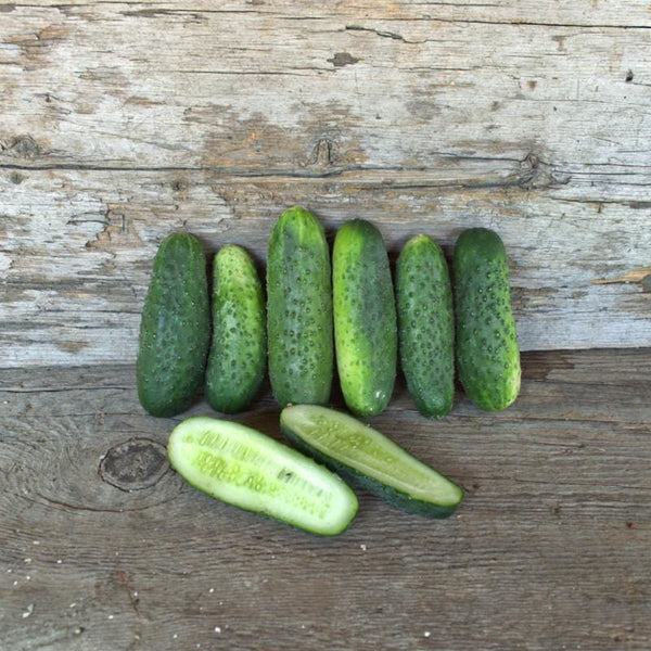 Organic Non-GMO H19 Little Leaf Cucumber