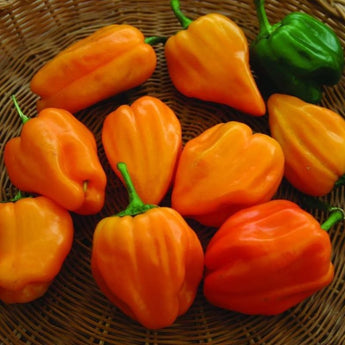 Habanero Hot Pepper (Heirloom 90 Days) - Vegetables