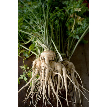 Hamburg Rooted Parsley Root (Heirloom) (90 Days) - Vegetables